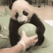 panda baby ball mine playing