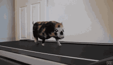 Piglet Exercise GIF - Piglet Pig Exercise GIFs