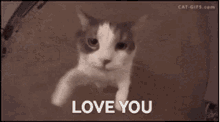 Love You Cat GIF - Love You Cat Cute GIFs