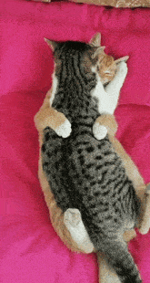 Cat Hug Hug Cat GIF - Cat Hug Hug Hug Cat GIFs