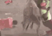 Trampled Bull GIF - Trampled Bull GIFs