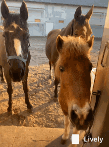 Pony Horses GIF - Pony Horses Funny GIFs