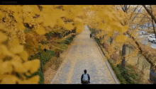Autumn Autumn In Korea GIF - Autumn Autumn In Korea Yellow Tree GIFs