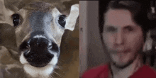 a close up of a deer 's nose and a man 's face .