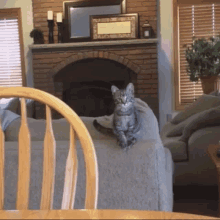 Cat Jump Jump GIF - Cat Jump Jump Kitten Jump GIFs