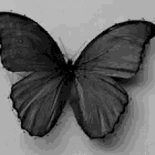 Butterfly Flower GIF - Butterfly Flower Transformation GIFs