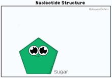 nucleotide science sugar