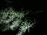a close up of a tree branch with leaves against a black background .