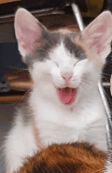 Kitty Laughter GIF - Kitty Laughter Laugh GIFs