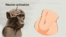 Neuron Activation GIF - Neuron Activation Neuron Activation GIFs