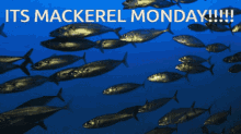 Mackerel Monday GIF - Mackerel Monday Fish GIFs
