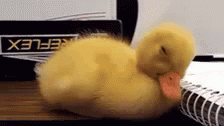 Ducks Baby GIF - Ducks Baby Duckling GIFs