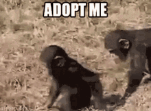 me adopt