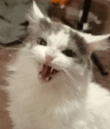 Happy Cat GIF