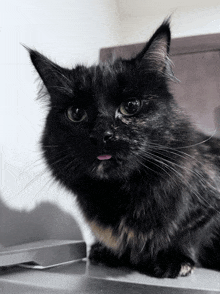 Cats Blep GIF - Cats Blep Tongue Out GIFs