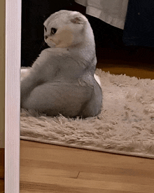 a white cat is sitting on a fluffy rug