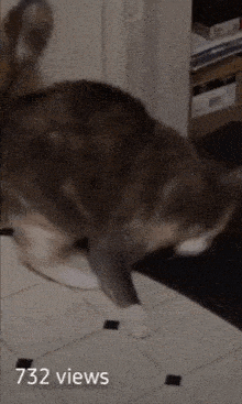 a cat is walking on a tiled floor and has 732 views
