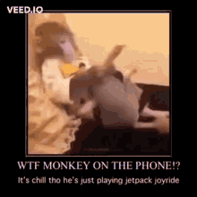 Monkey Wtf GIF - Monkey Wtf M Onkey On The Phone GIFs