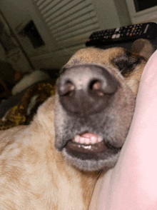 a close up of a dog 's nose and mouth with a remote control in the background