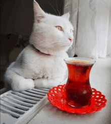 Cat Tea GIF - Cat Tea GIFs