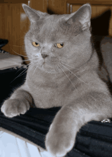 Gato Aburrido GIF