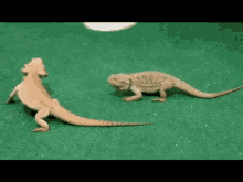 Why Are My Bearded Dragons Fighting GIF - Why Are My Bearded Dragons Fighting GIFs