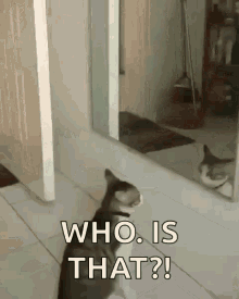 Boxing Fighting GIF - Boxing Fighting Cat GIFs