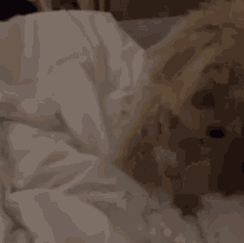 You Are So Cute Youre So Cute GIF - You Are So Cute Youre So Cute Dog GIFs
