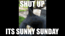 Sunny Sunday Sunday GIF - Sunny Sunday Sunday Cat GIFs