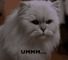 Umm Nope Cats GIF - Umm Nope Cats Snowbell GIFs
