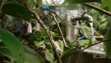 a dragonfly is sitting on a tree branch with a faucet in the background