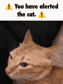 You Have Alerted The Cat Cat Has Been Alerted GIF - You Have Alerted The Cat Cat Has Been Alerted GIFs