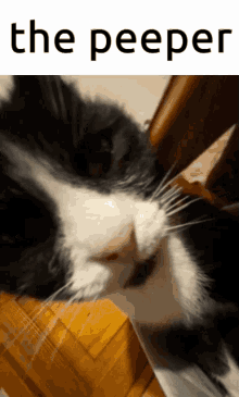 Cat Peep GIF - Cat Peep Cat Peep GIFs