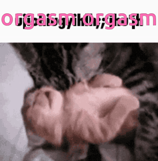 Orgasm Cat GIF Orgasm Cat Mixxer Discover Share GIFs