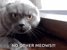 Mad Cats GIF - Mad Cats Cat GIFs