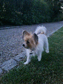 a small brown and white dog is standing in the grass near a sidewalk
