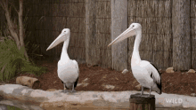 Open Beak National Geographic GIF - Open Beak National Geographic Secrets Of The Zoo Down GIFs