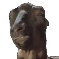 a close up of a sheep 's face with a white background