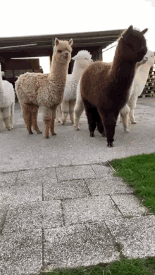 Alpaca cute animals GIF - Find on GIFER