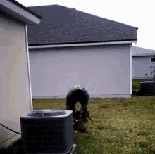 Dogs Welcoming Their Owner The Pet Collective GIF - Dogs Welcoming Their Owner The Pet Collective Happy Dogs GIFs