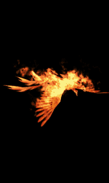 An Cốt Nam Phoenix GIF - An Cốt Nam Phoenix Bird GIFs