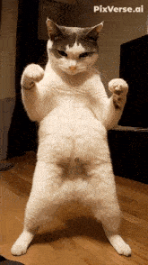 a picture of a cat standing on its hind legs with pixverse.ai written on the bottom