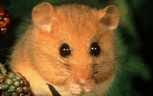 a close up of a hamster sitting next to a blackberry .