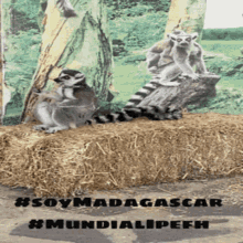 soy madagascar mundialipefh lemurs animals