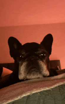 Dog Grumpy GIF - Dog Grumpy Ugly GIFs