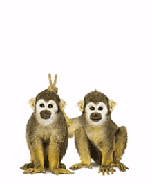 silly monkeys