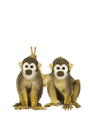 Silly Monkeys Sticker - Silly Monkeys Stickers