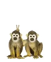 two small monkeys are sitting next to each other on a white background .