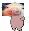 Piggy Dancing Sticker
