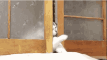 Cats Funny GIF - Cats Funny Let Me Out GIFs